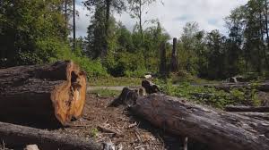 Best Leaf Removal  in Sterling, CO