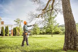 Best Tree Preservation Services  in Sterling, CO