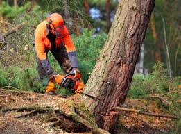 Best Tree Disease Treatment  in Sterling, CO