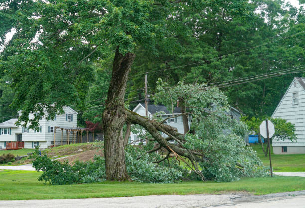 Best Tree Cabling and Bracing  in Sterling, CO