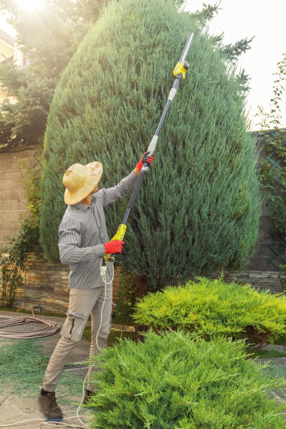 Best Tree and Shrub Care  in Sterling, CO