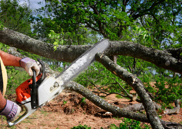 Professional Tree Removal in Sterling, CO